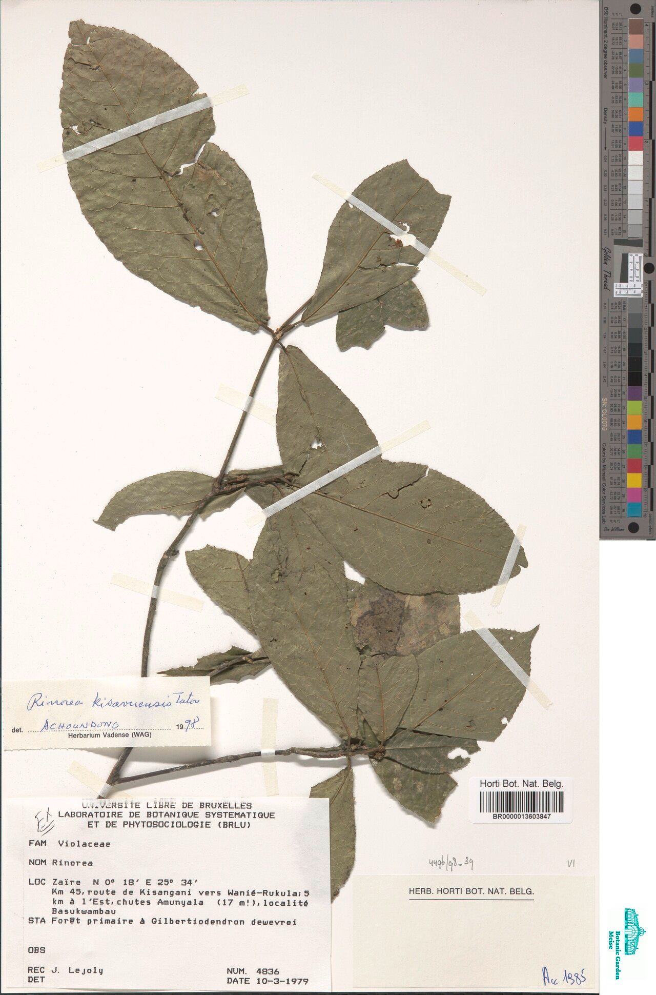 Rinorea kisavuensis — houseplant care guide