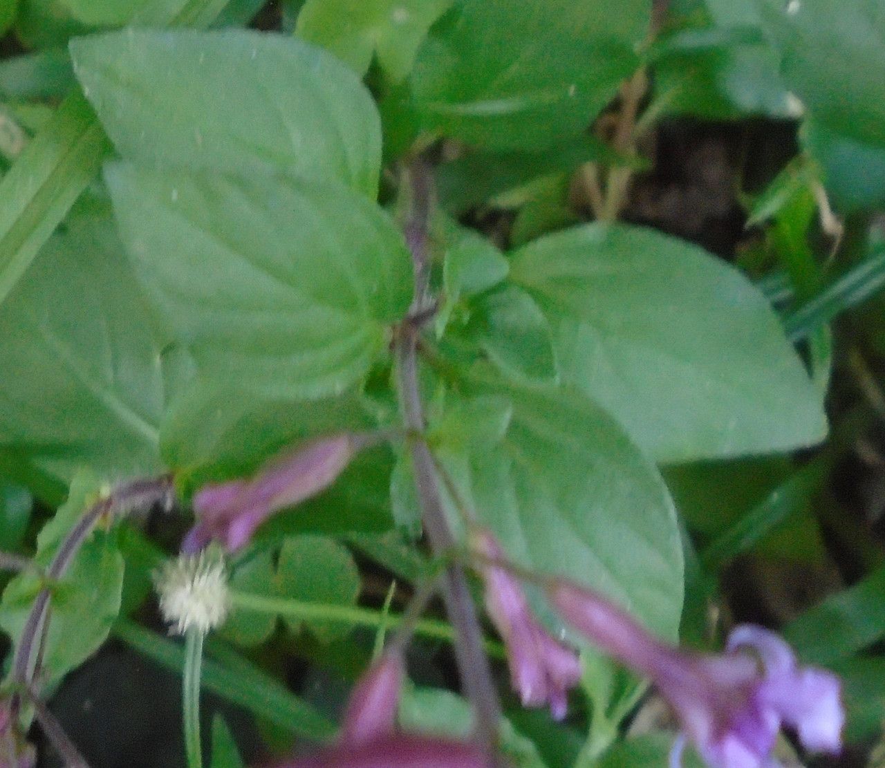 Cuphea racemosa leaf