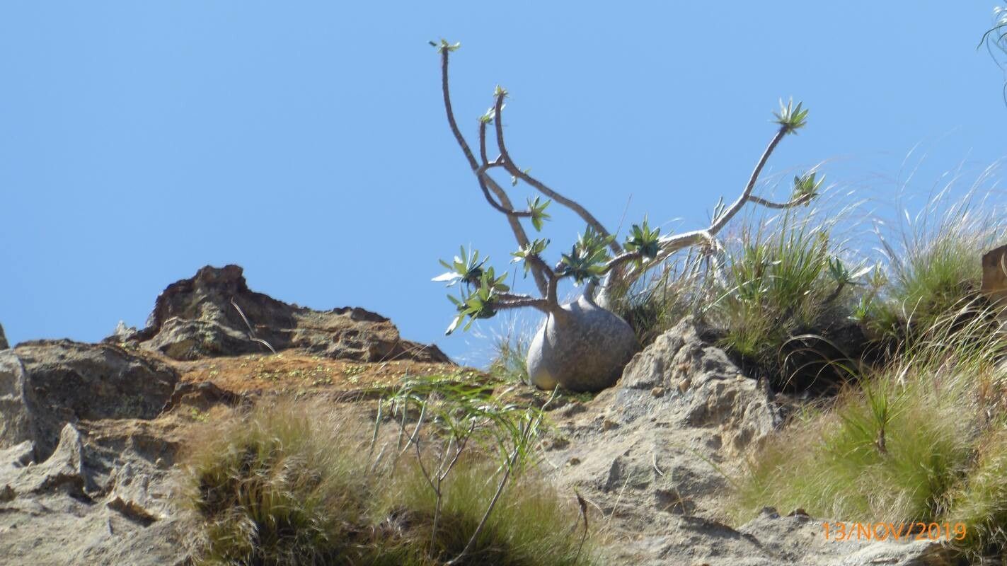 Adansonia gregorii — related species from the same genus