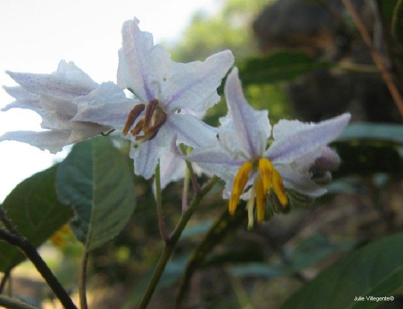 Solanum artense flower