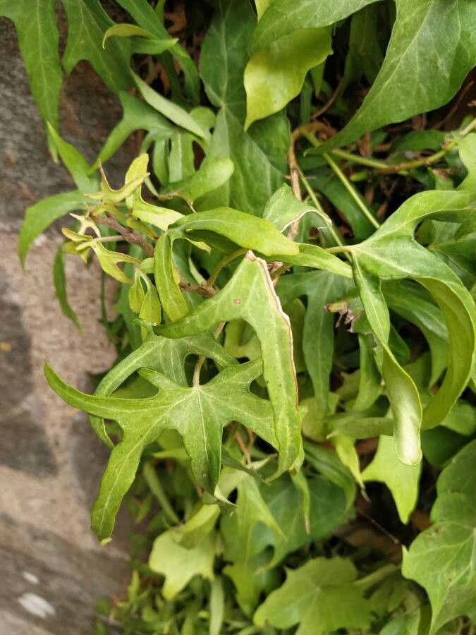 Hedera nepalensis flower