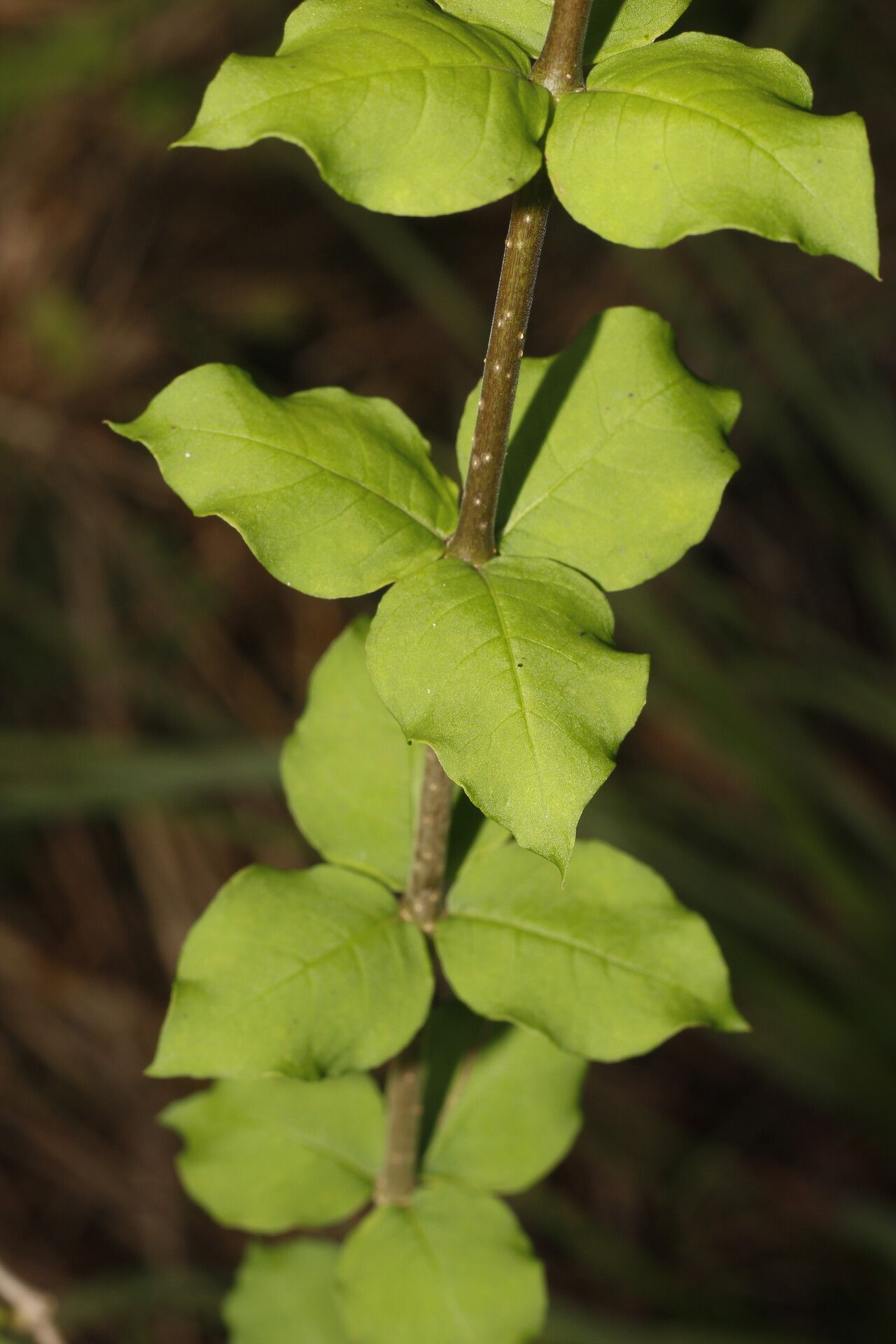Rauvolfia ligustrina — search result for 'Rauvolfia'