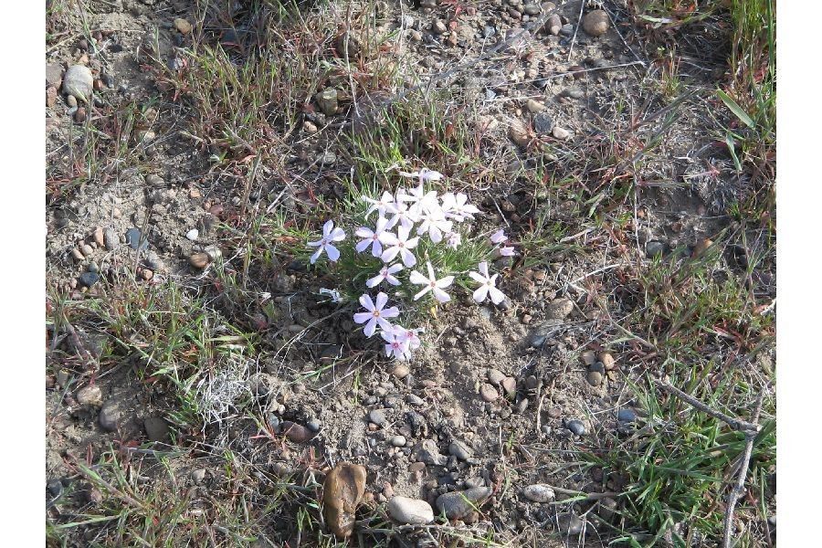 Phlox aculeata habit