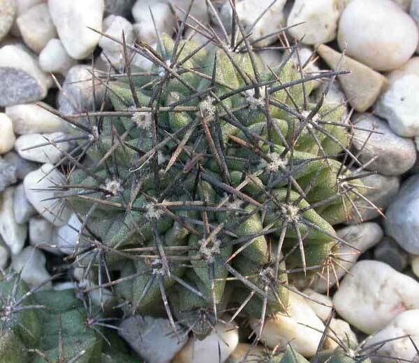 Rebutia steinbachii — houseplant care guide