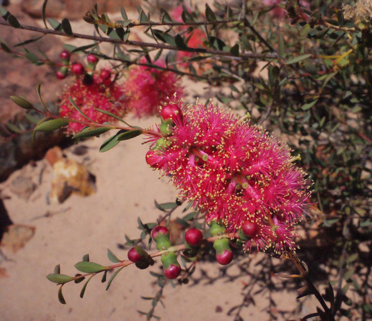 Melaleuca radula flower