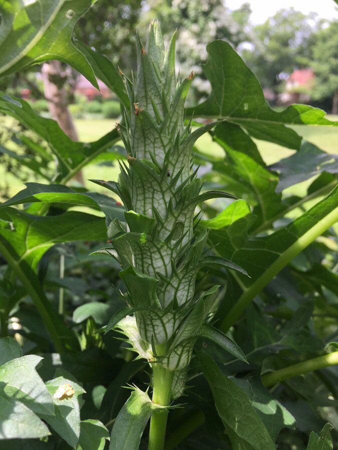 Acanthus hungaricus flower
