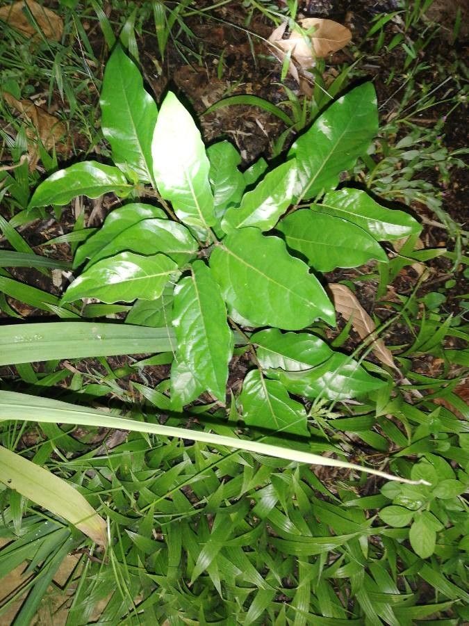 Sapranthus viridiflorus — related species from the same genus