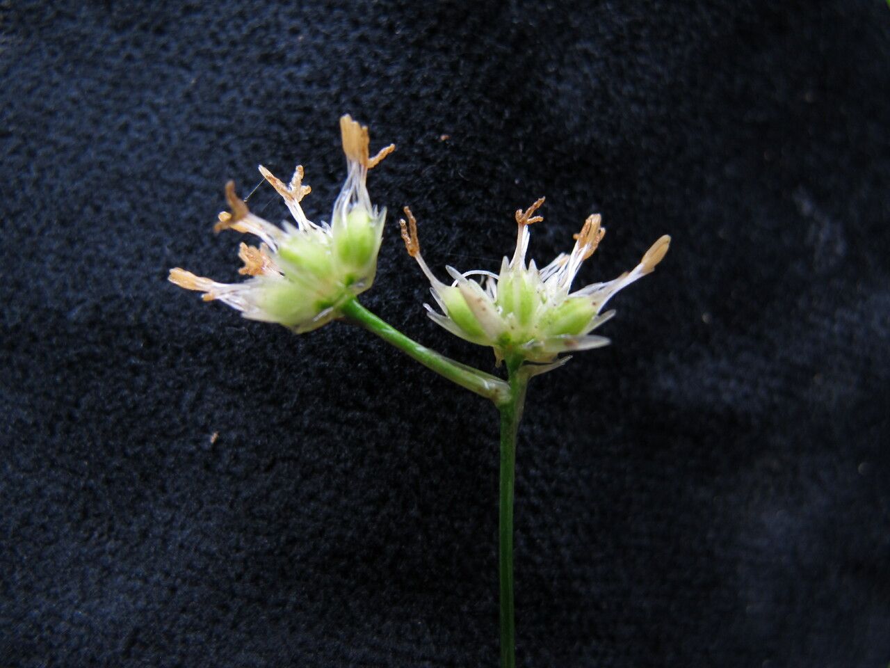 Juncus allioides flower
