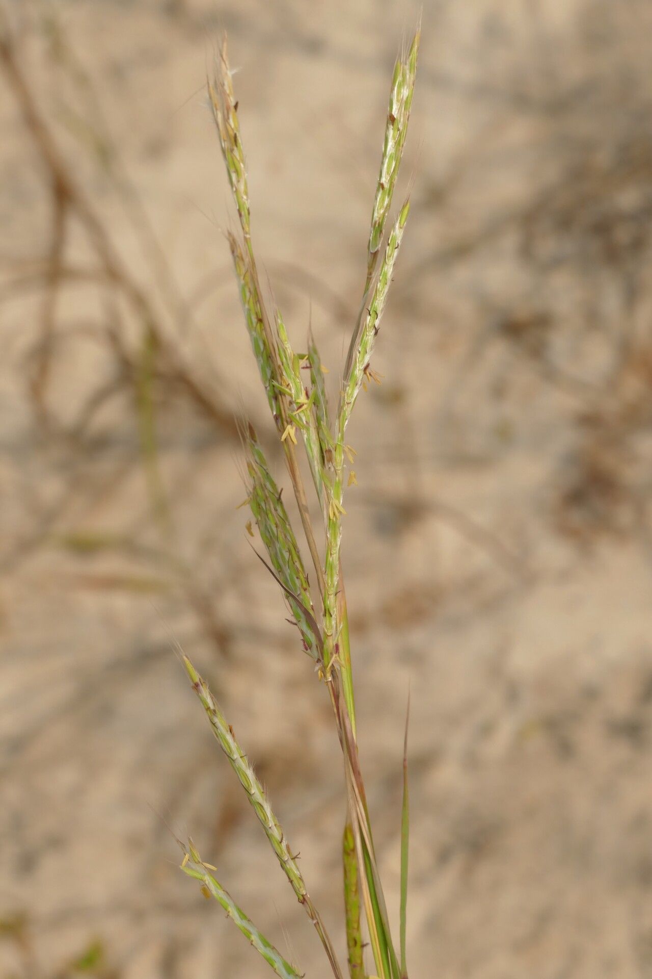 Andropogon gayanus — search result for 'Andropogon'