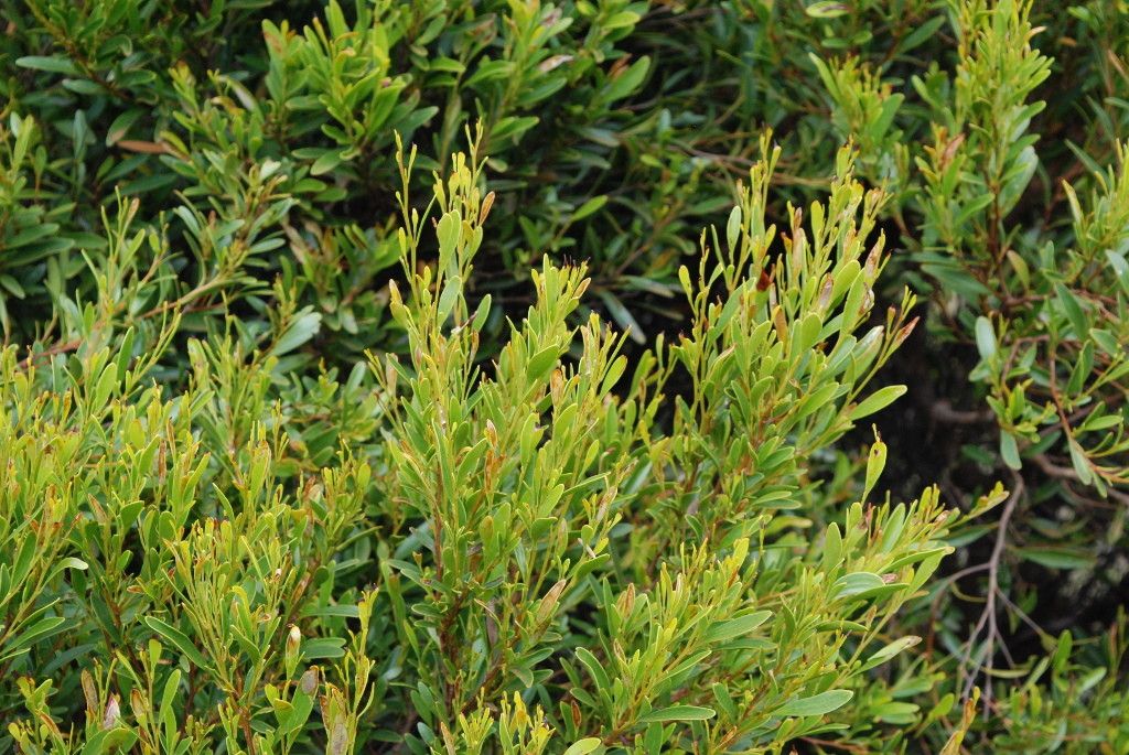 Stenocarpus phyllodineus habit