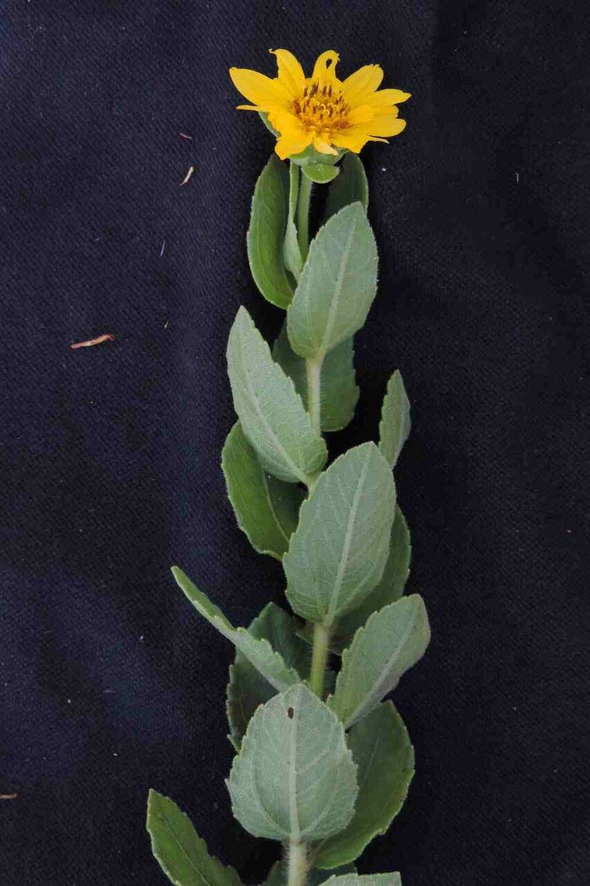 Aldama robusta — houseplant care guide