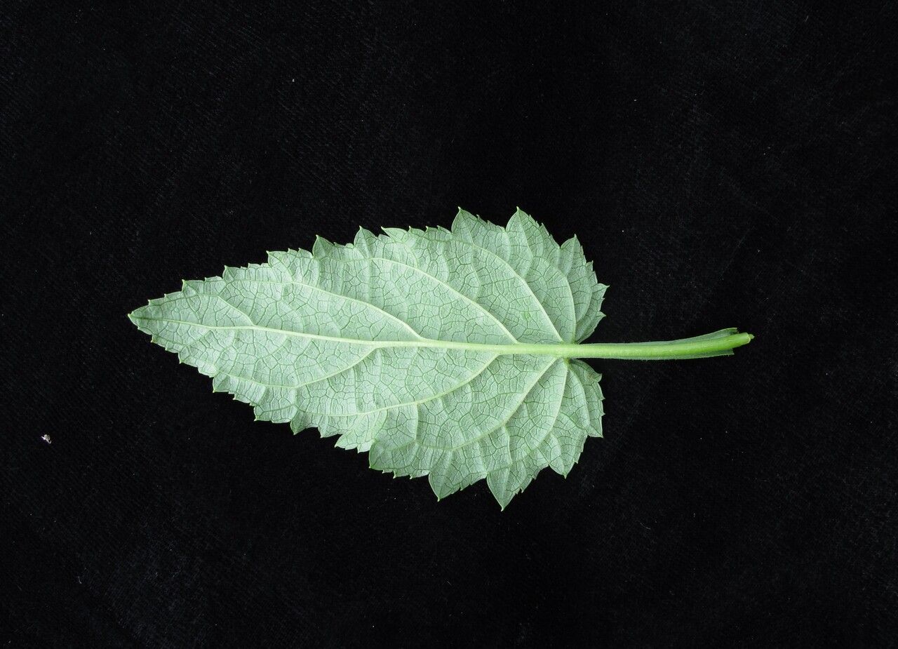 Scrophularia elatior other