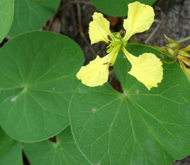 Tylosema fassoglense flower