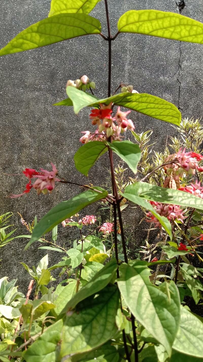 Clerodendrum umbellatum bark