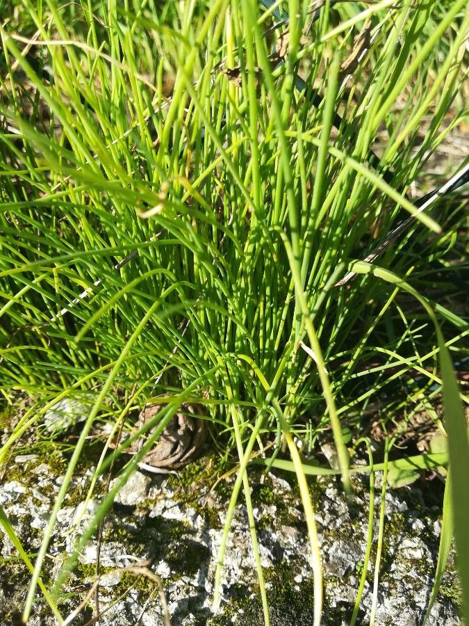 Allium flavum — search result for 'Kazakhstan'