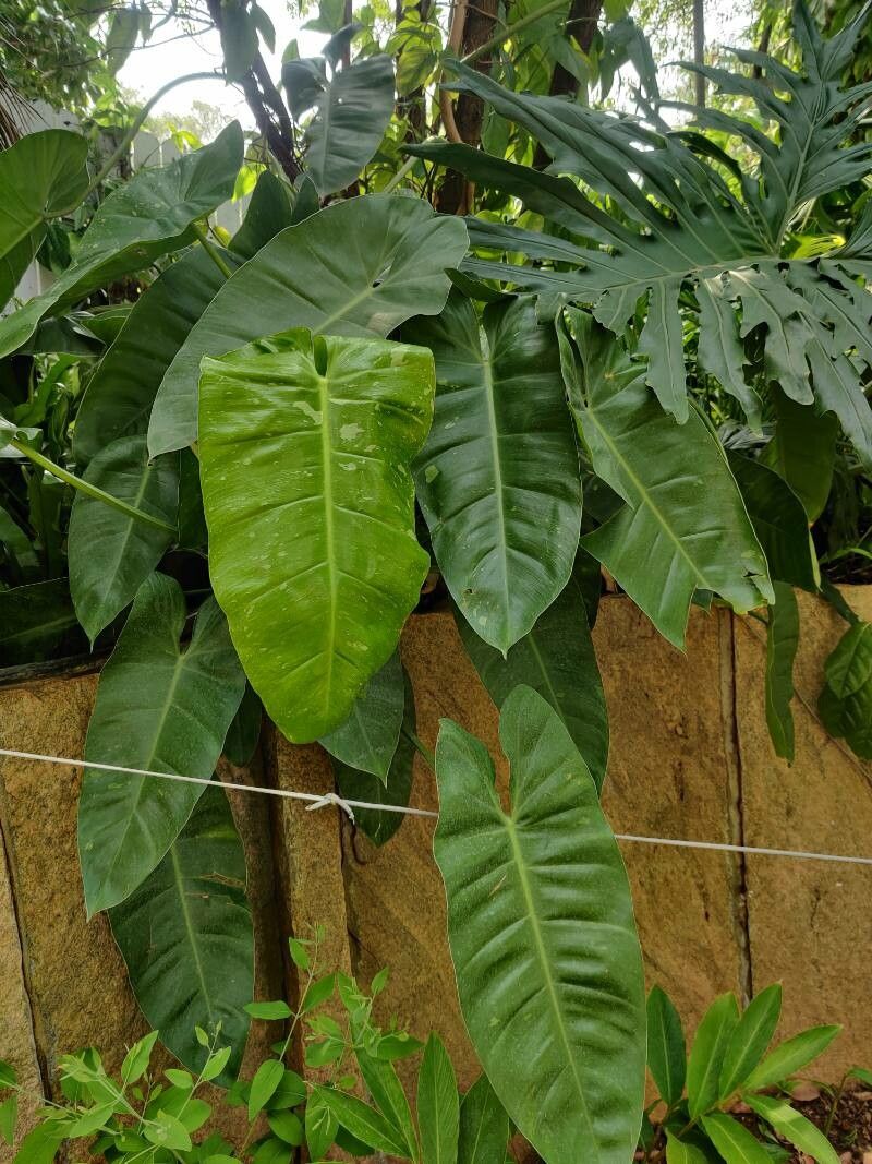 Philodendron acutatum