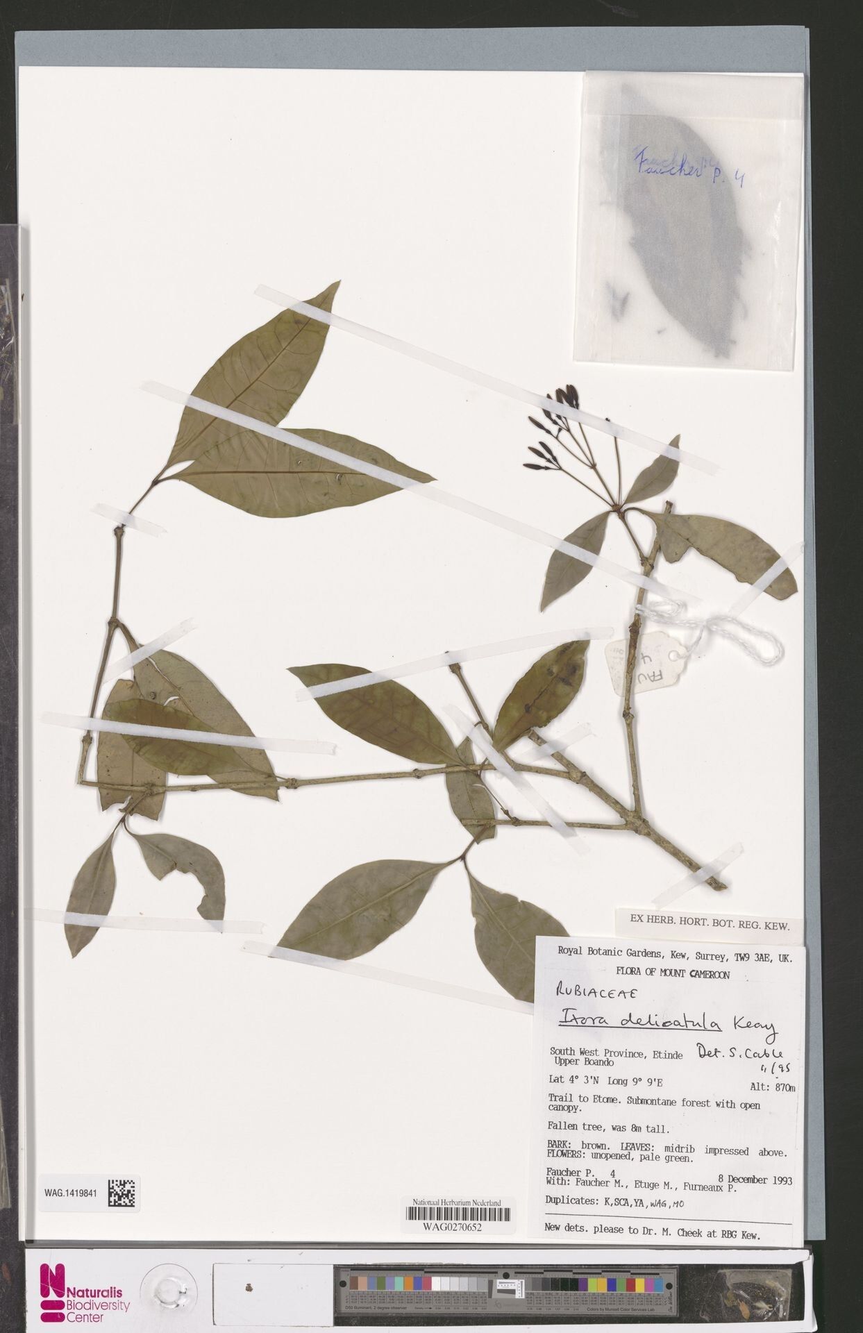 Ixora delicatula — houseplant care guide