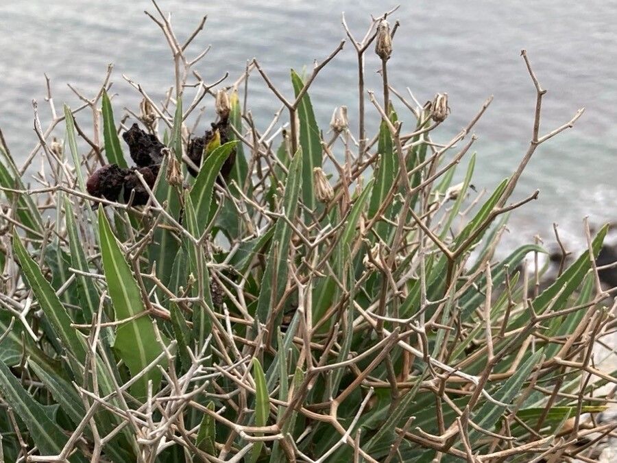 Launaea lanifera — houseplant care guide