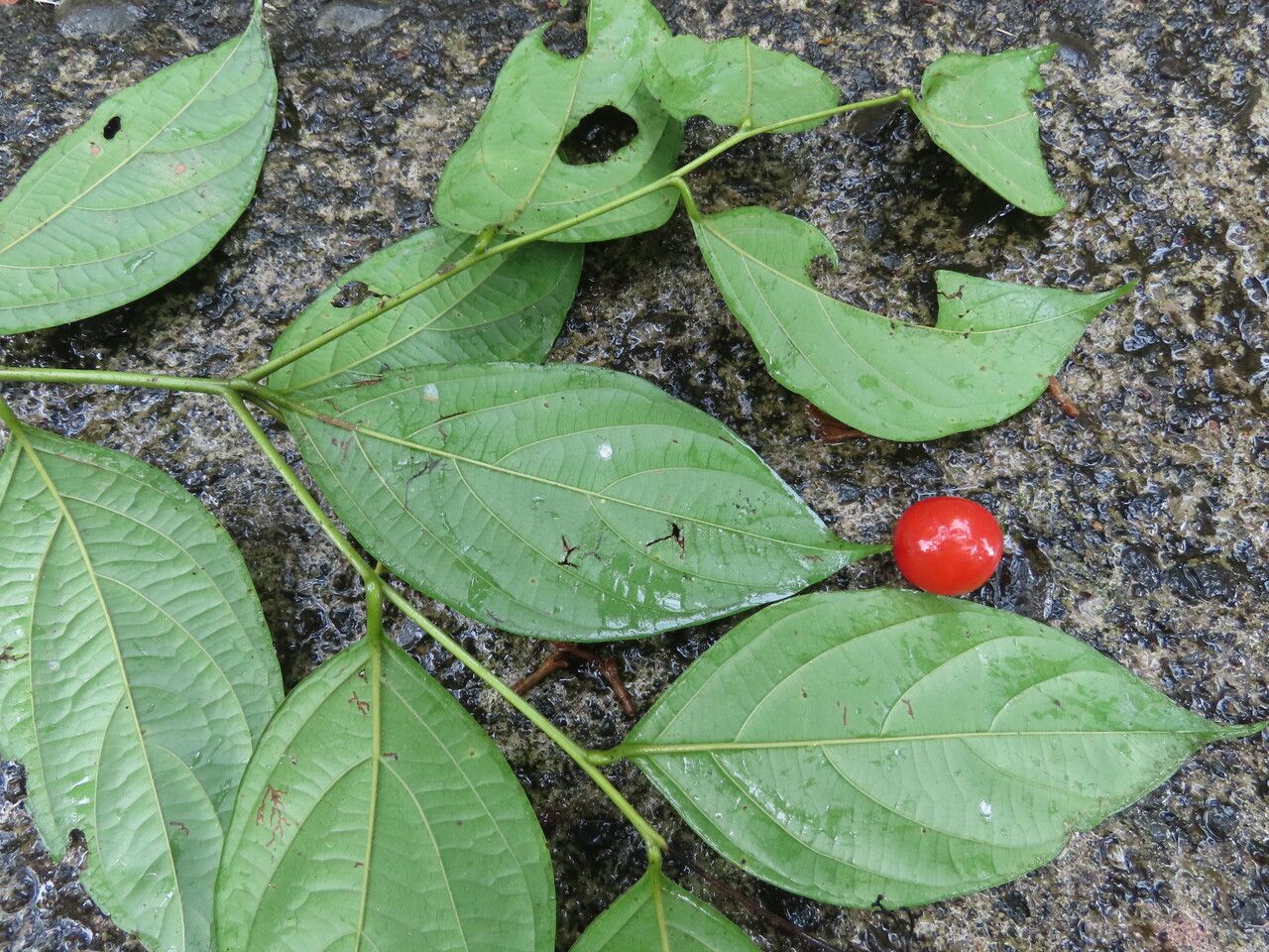 Cordia lucidula — houseplant care guide