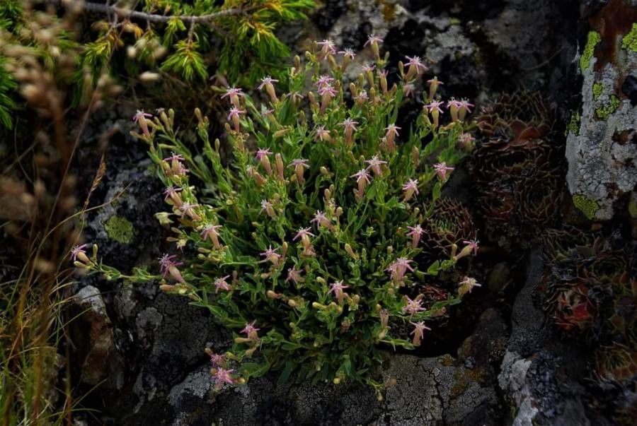 Atocion lerchenfeldianum habit