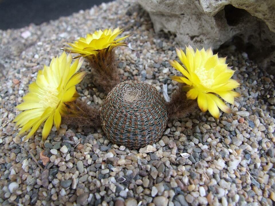 Echinopsis famatimensis flower