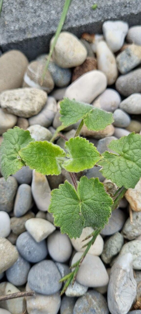 Stachys circinata — search result for 'Stachys'