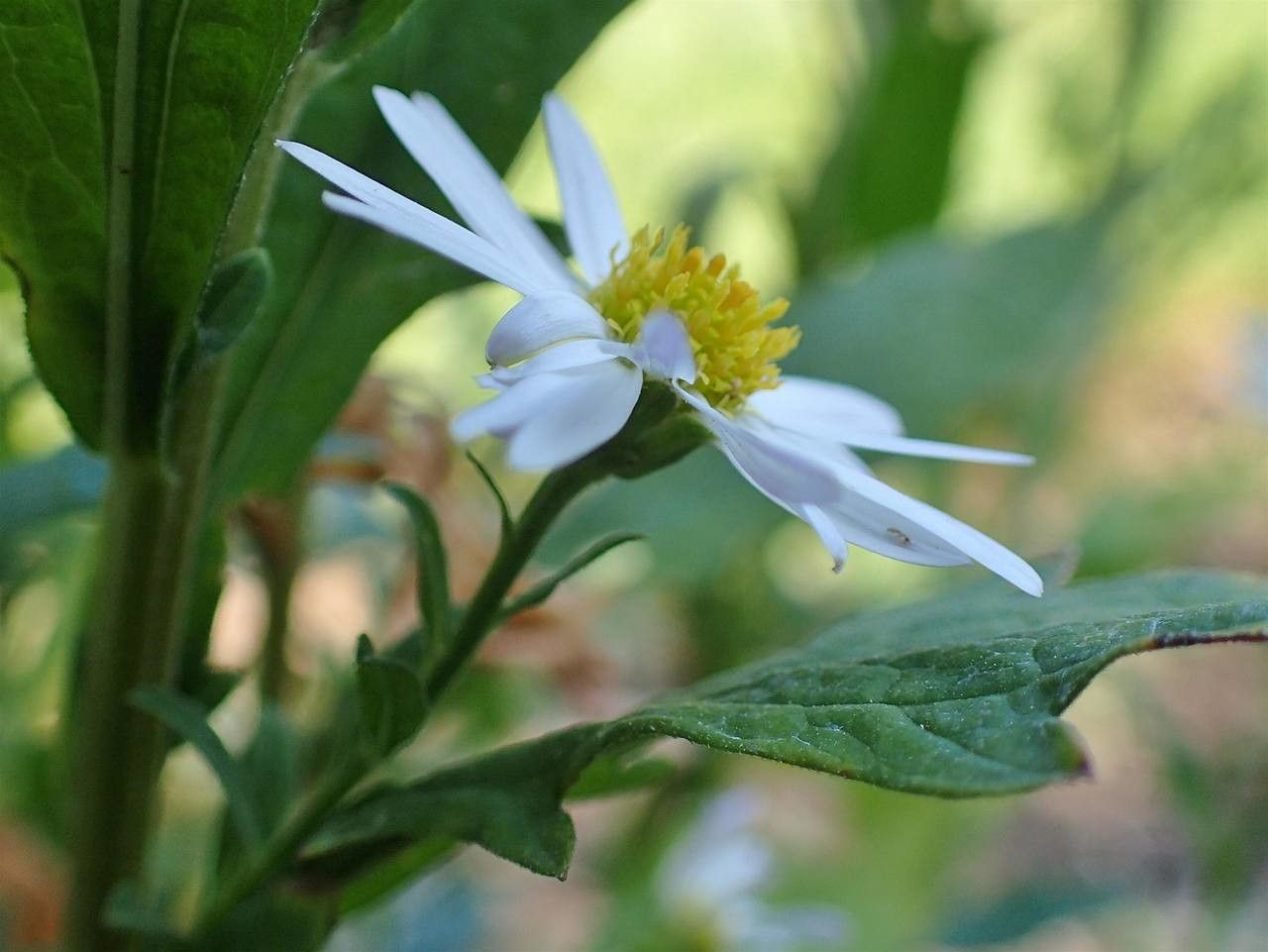 Kalimeris incisa flower
