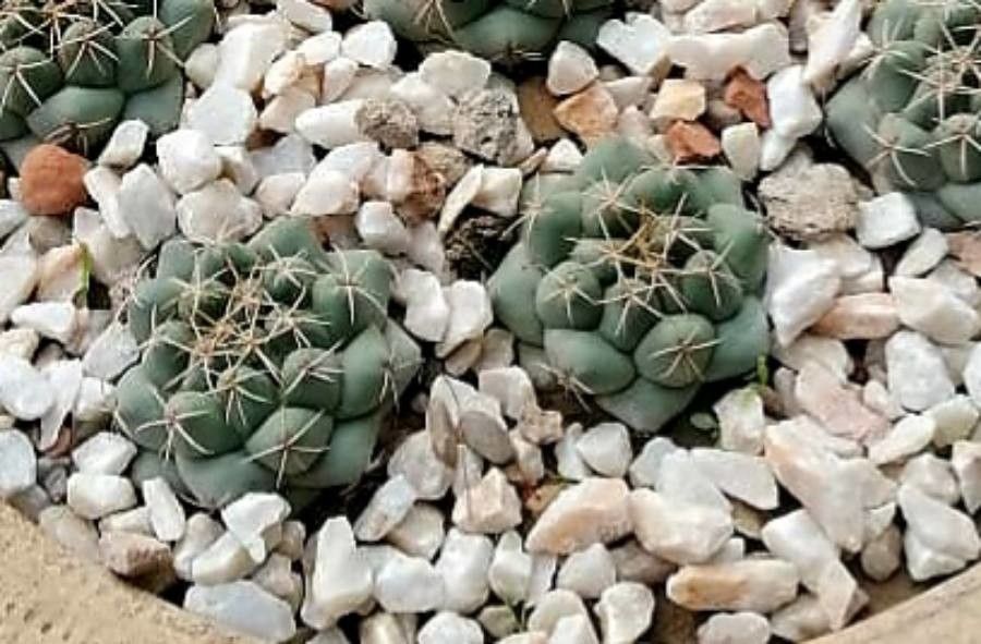 Thelocactus hexaedrophorus bark