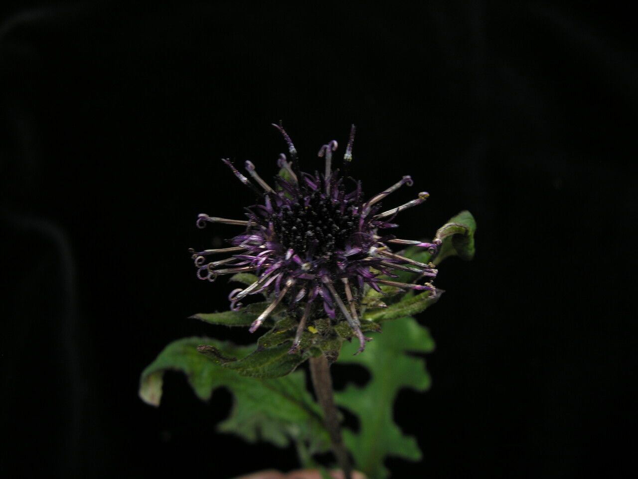 Saussurea roylei — houseplant care guide