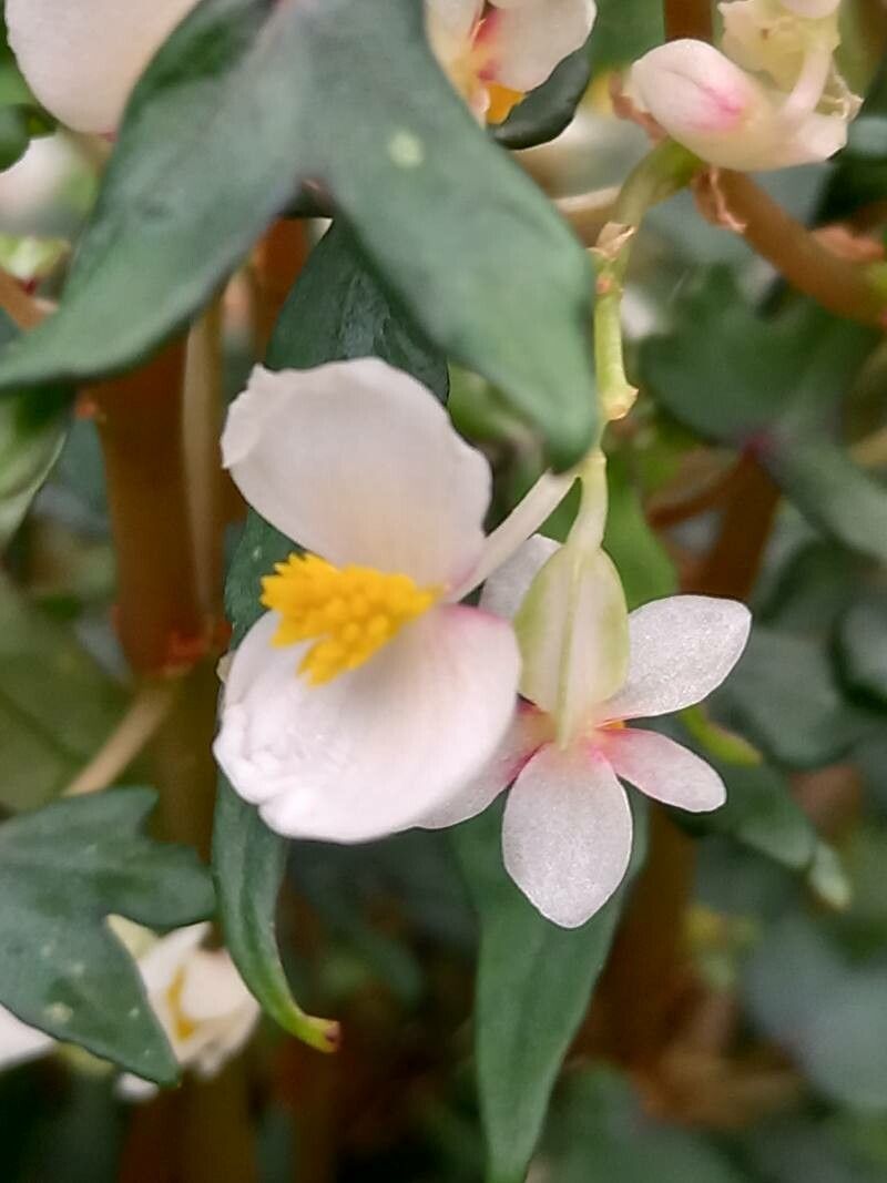 Begonia dregei flower