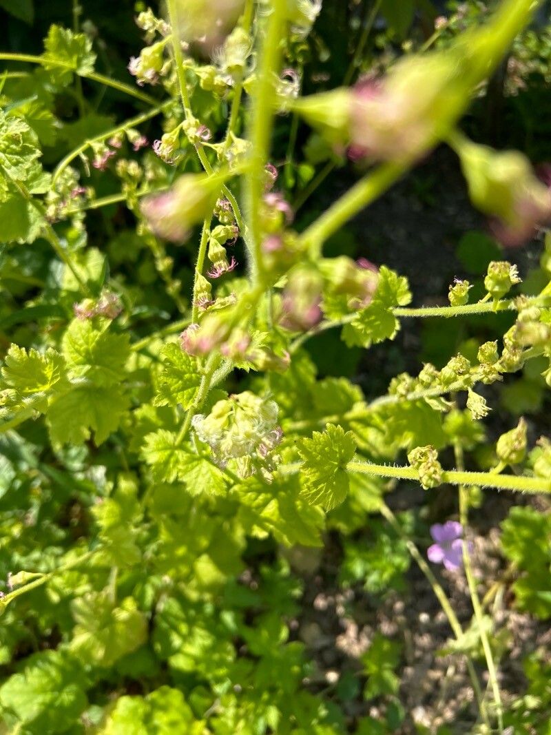 Tiarella stolonifera leaf