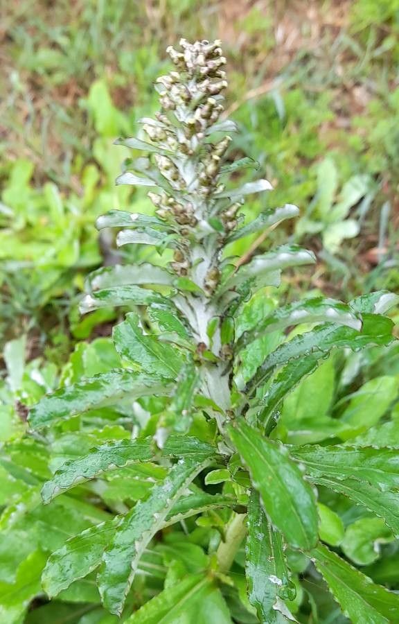 Gnaphalium americanum flower