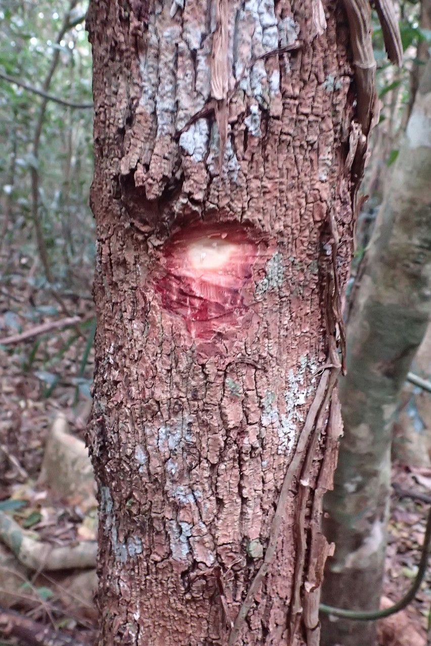 Bocquillonia arborea bark