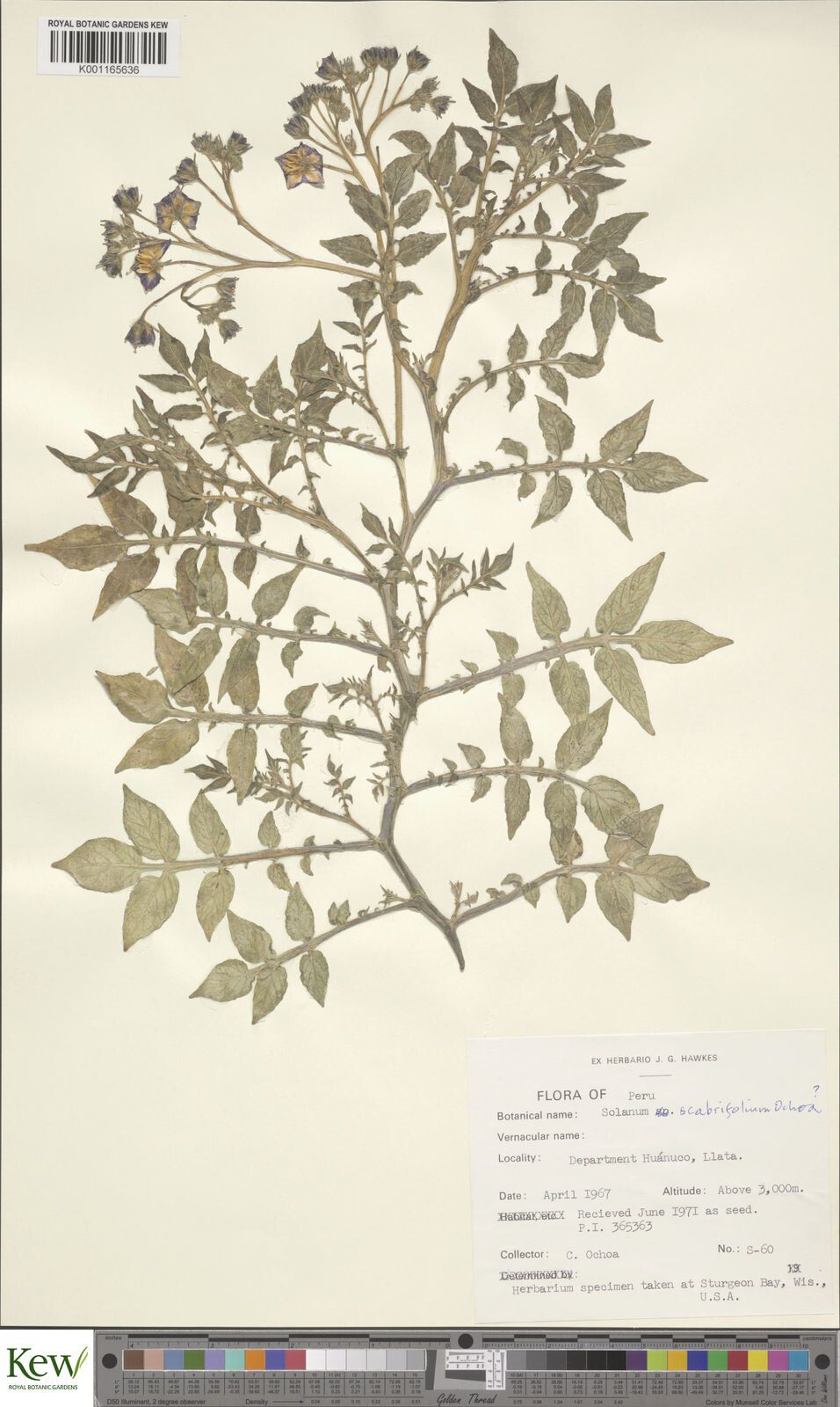 Solanum scabrifolium — houseplant care guide