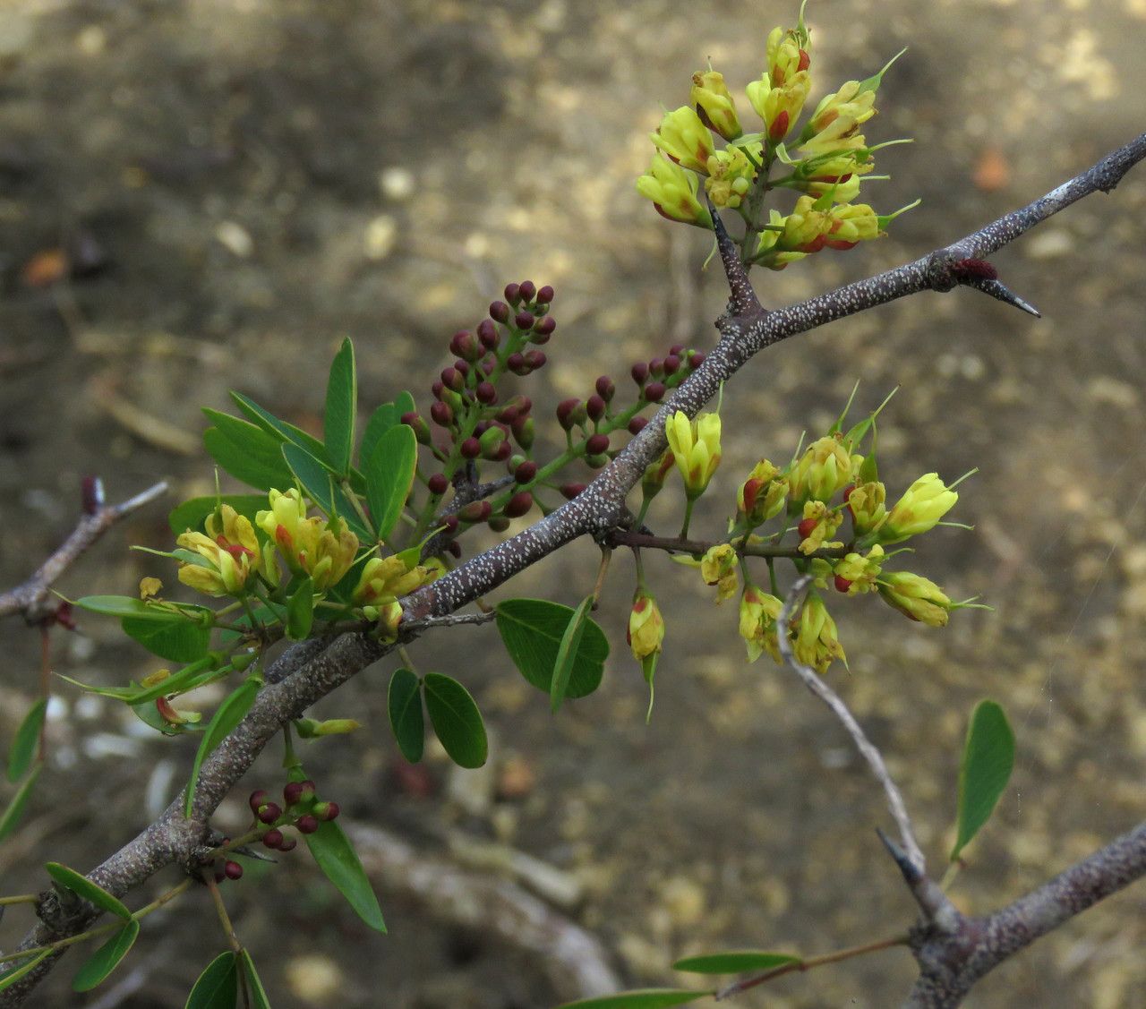 Haematoxylum Campechianum flower