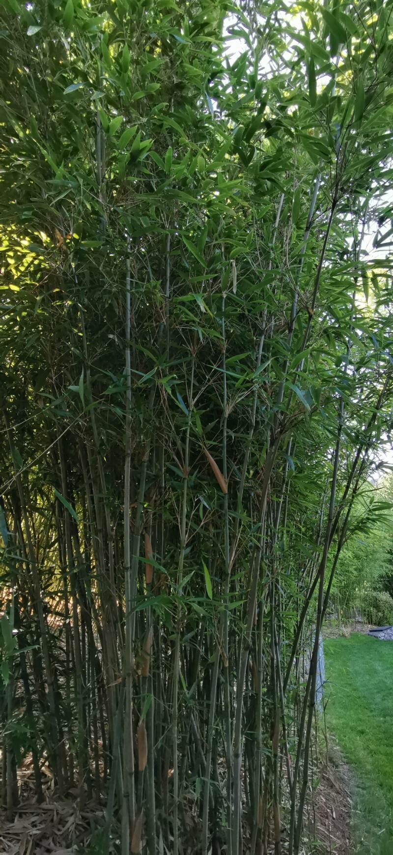 Bashania fargesii habit