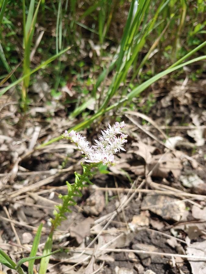 Sedum pulchellum flower