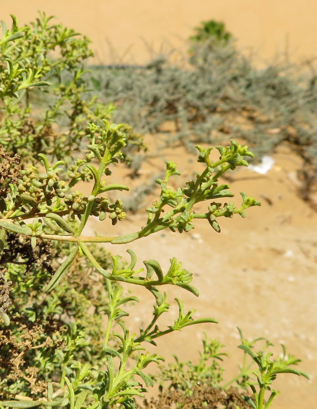 Aizoon africanum leaf