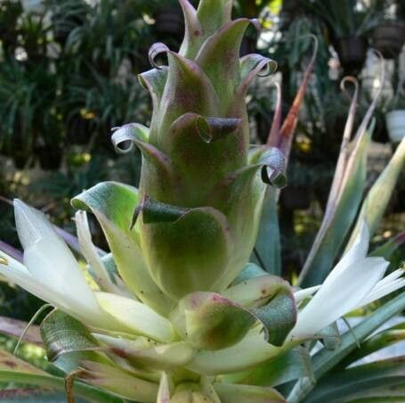 Tillandsia tillii flower