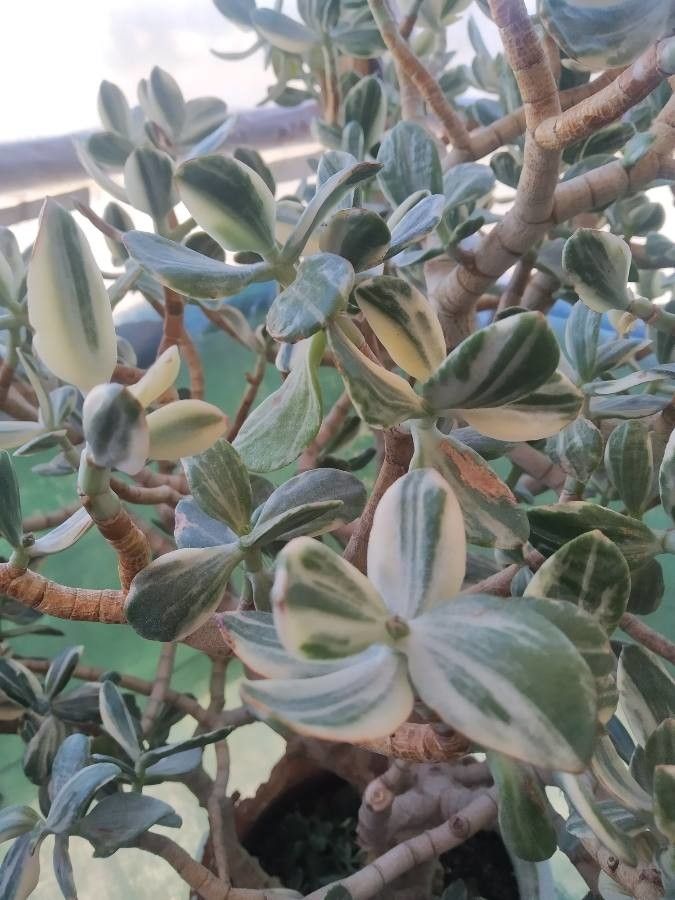 Succisa trichotocephala leaf