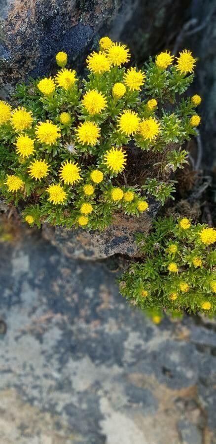 Senecio leucophyton — houseplant care guide