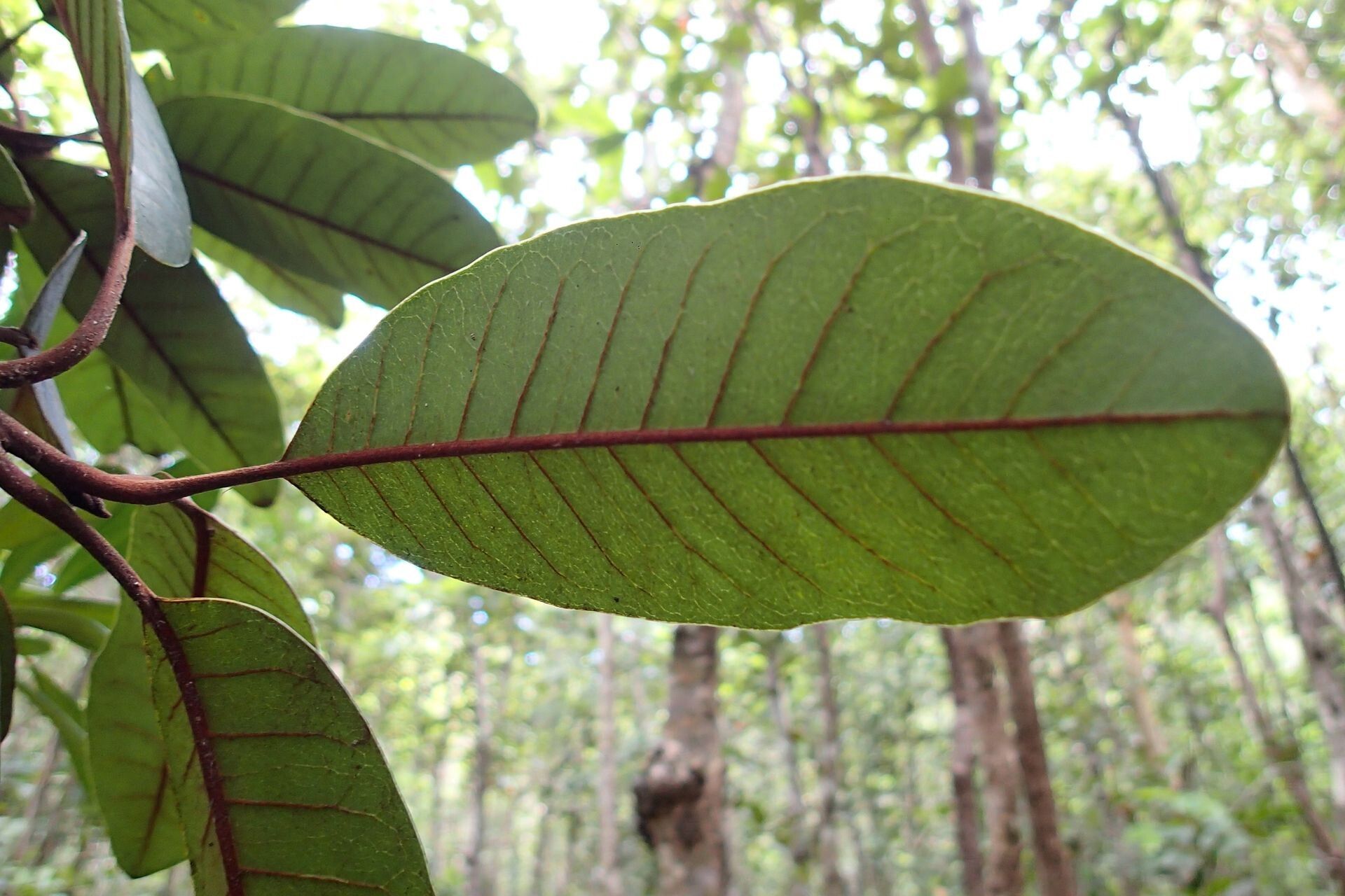 Pichonia daenikeri — houseplant care guide