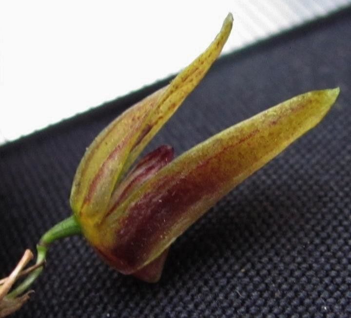 Specklinia condylata — related species from the same genus