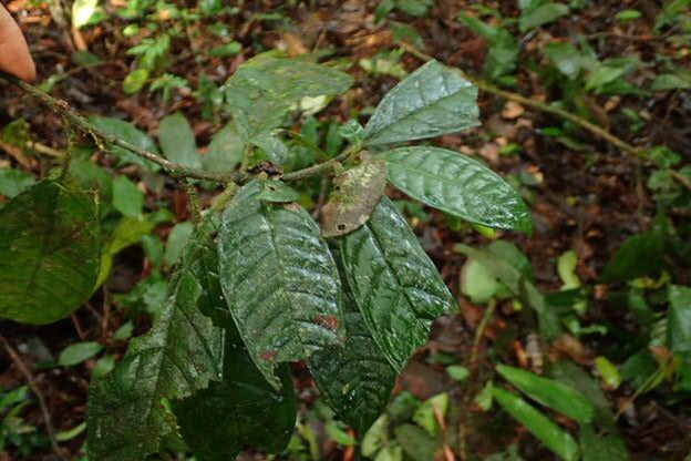 Psychotria retrorsipilis leaf