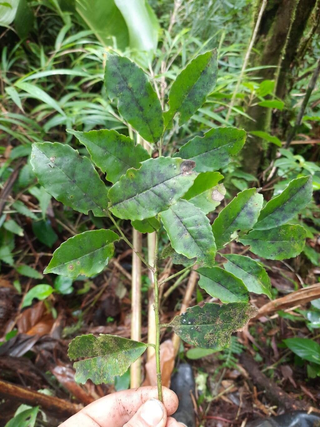Ilex lamprophylla leaf
