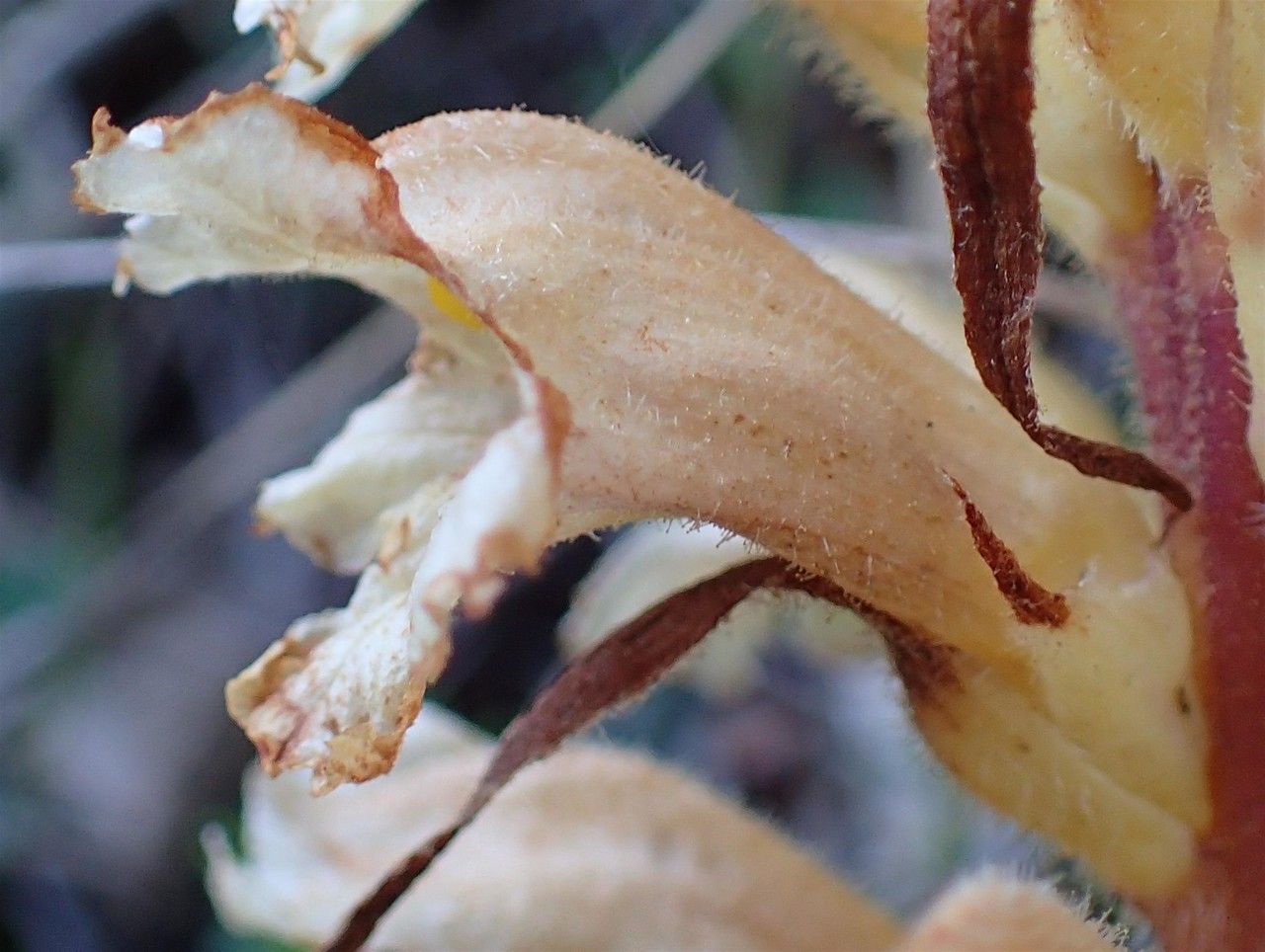 Orobanche lutea fruit
