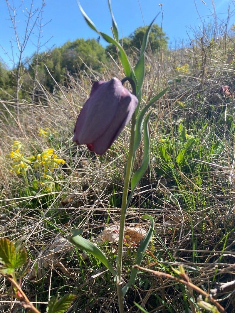 Fritillaria tubiformis habit