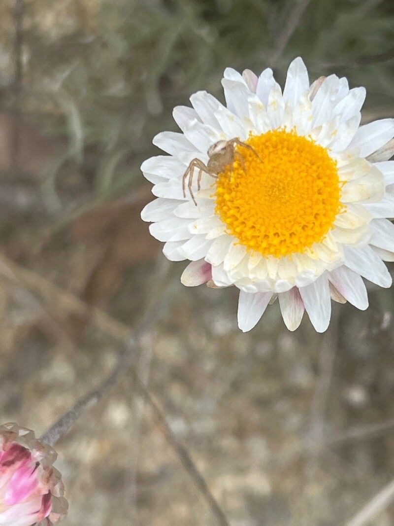 Leucochrysum albicans flower