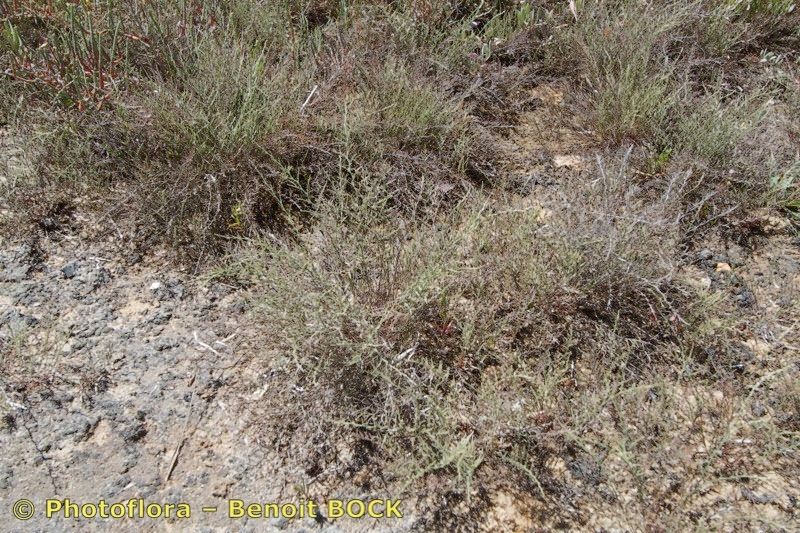 Limonium divaricatum habit