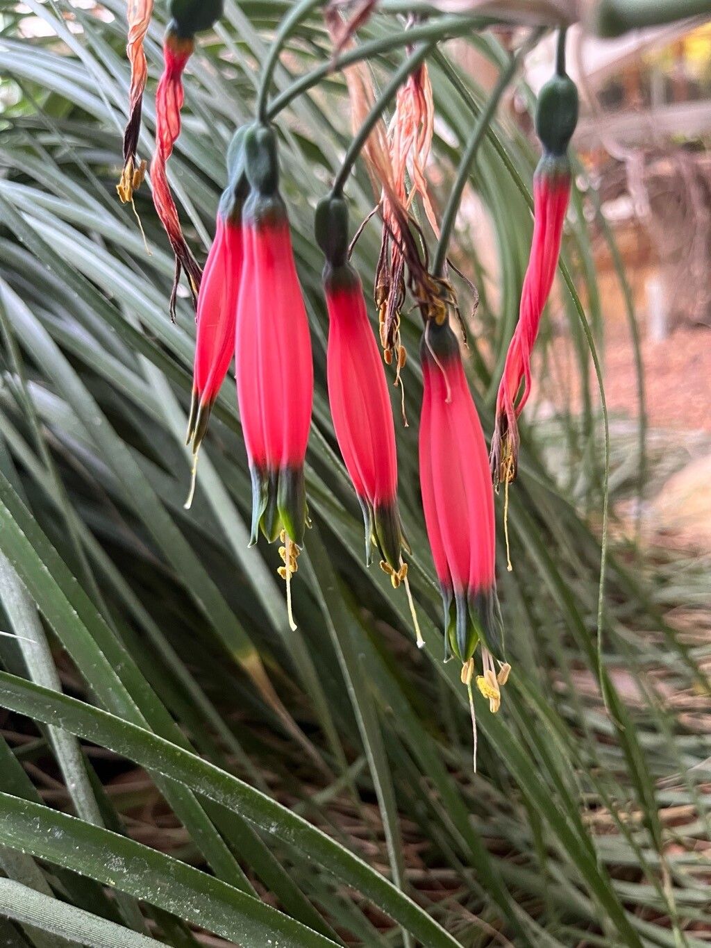 Phaedranassa cinerea — related species from the same genus